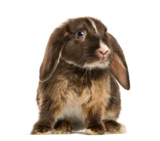mini coelho lop em pé, isolado em branco - dwarf lop eared rabbit pets rabbit isolated - fotografias e filmes do acervo