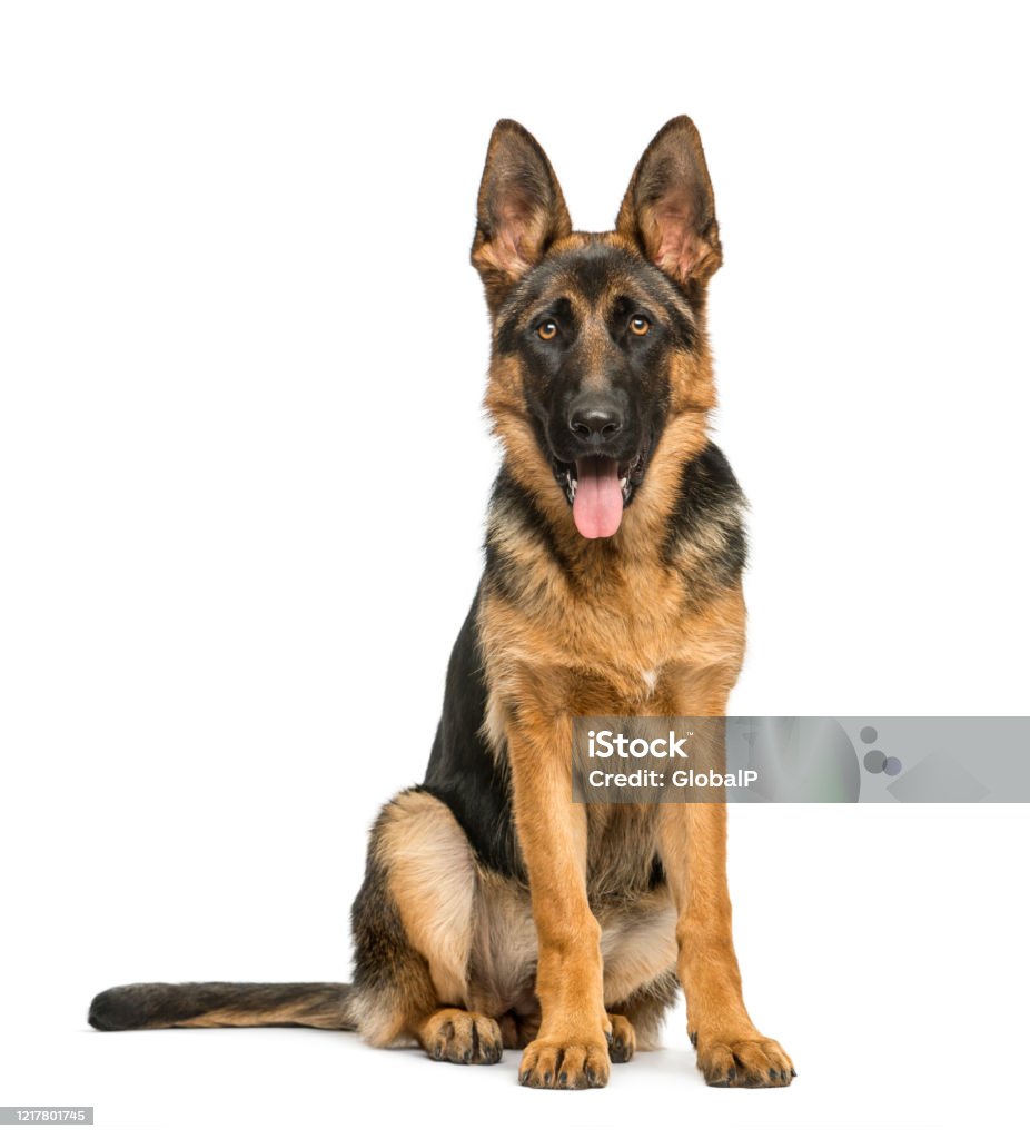 German Shepherd Sitting And Panting Isolated On White Stock Photo ...