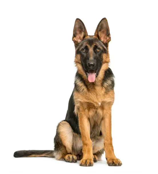 German shepherd sitting and panting, isolated on white