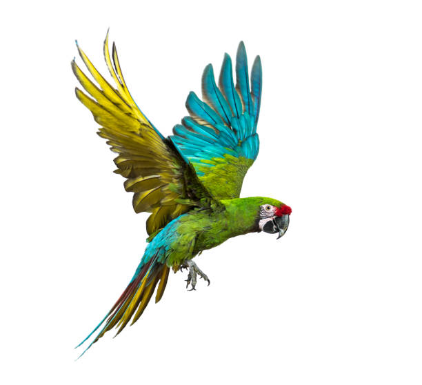 istock Military macaw, Ara militaris, flying, isolated on white 1217801751