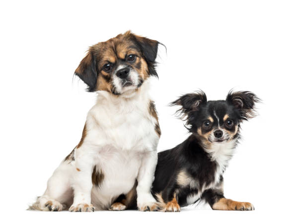 istock Crossbreed and chihuahua side by side, isolated on white 1217801796