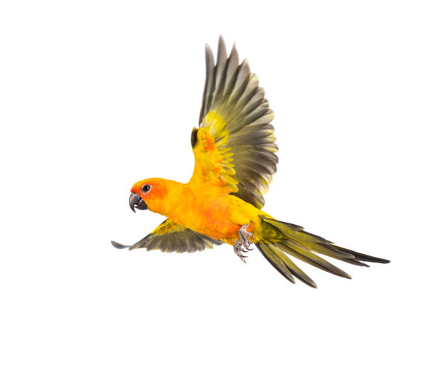 istock sun parakeet, bird, Aratinga solstitialis, flying, isolated 1217801804