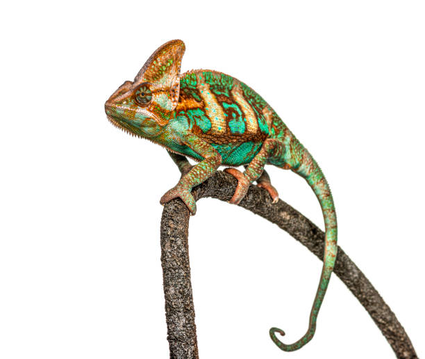 istock veiled chameleon, Chamaeleo calyptratus, isolated on white 1217801907