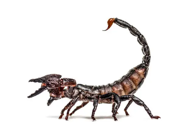 Photo of Emperor scorpion defending, Pandinus imperator, isolated