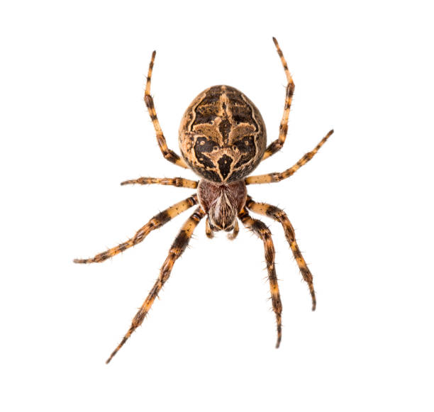 istock Diadem spider on its web, Araneus diadematus, isolated 1217802037