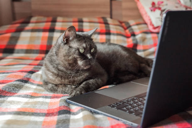 istock Funny cat pretends to use laptop 1217802056