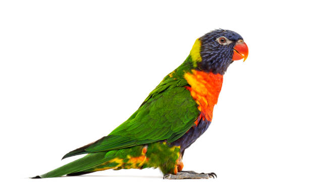 Side view of a Rainbow Lorikeet, Trichoglossus moluccanus, isolated Side view of a Rainbow Lorikeet, Trichoglossus moluccanus, isolated rainbow lorikeet photos stock pictures, royalty-free photos & images