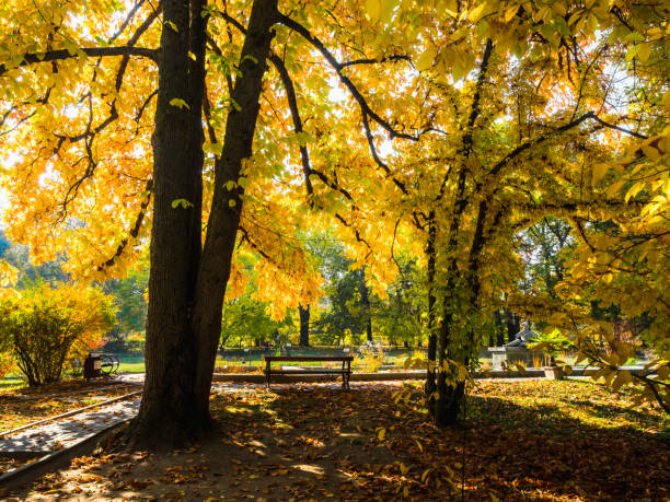 istock Autumn scene in the park with colorful foliage and dramatic light. 1217802291