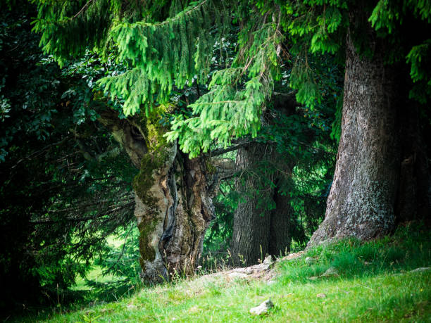 Forest background landscape.