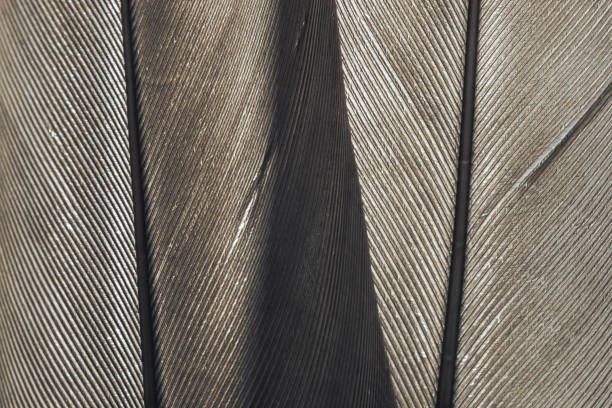 istock Close up Beautiful gray Bird feather background pattern texture for design .  Macro photography view. 1217806114