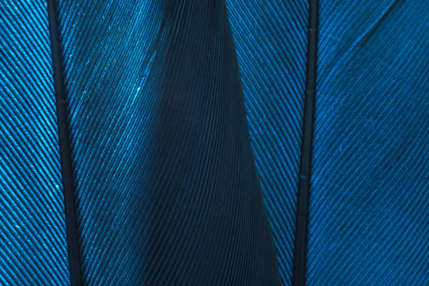 istock Close up Beautiful blue Bird feather background pattern texture for design .  Macro photography view. 1217806665