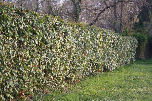 Japanese knotweed in flower