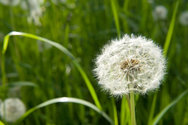 istock Blooming dandelion seedhead on green meadow 1217807990