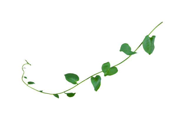 Bush grape or three-leaved wild vine cayratia (Cayratia trifolia) liana ivy plant bush, nature frame jungle border, isolated on white background with clipping path included. Floral Desaign. HD Image and Large Resolution. can be used as wallpaper, real zise uva bush o cayratia de vid silvestre de tres desestas (cayratia trifolia) arbusto de la planta de liana ivy, borde de la selva marco natural, aislado en fondo blanco con camino de recorte incluido. desaign floral. imagen hd y resolución grande. se puede u