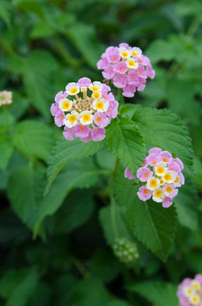 istock nature in Turkey in early autumn 1217811074