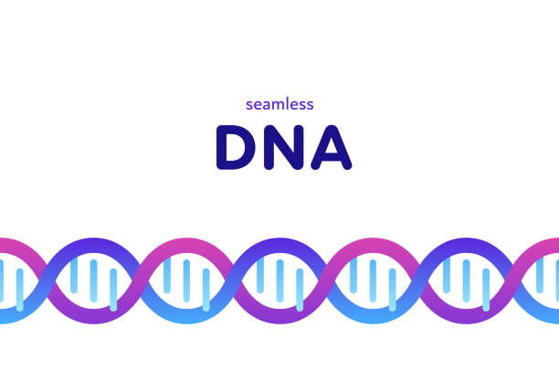 genetisches abstraktes konzept. vektorfarbe flache illustration. horizontale banner-vorlage mit nahtlosen dna-rahmen und kopierraum isoliert auf weiß. designelement für wissenschafts- und medizinwerbung. - dna helix spiral color image stock-grafiken, -clipart, -cartoons und -symbole