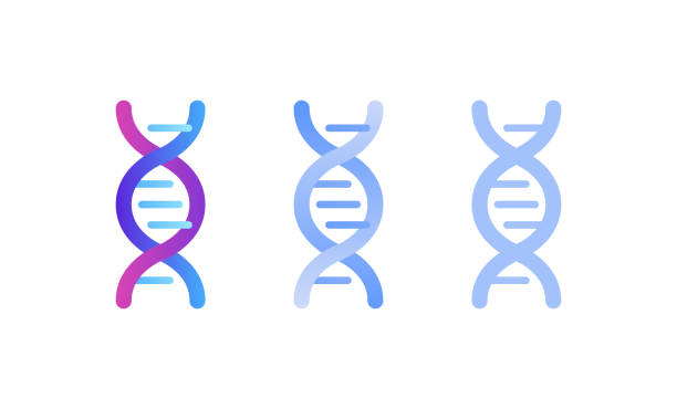 ilustrações, clipart, desenhos animados e ícones de conceito abstrato genético. ilustração plana de cor vetorial. conjunto de sinal de hélice de dna isolado em fundo branco. gradiente rosa azul. elemento de design para ciência genética, saúde, publicidade. - dna helix spiral color image