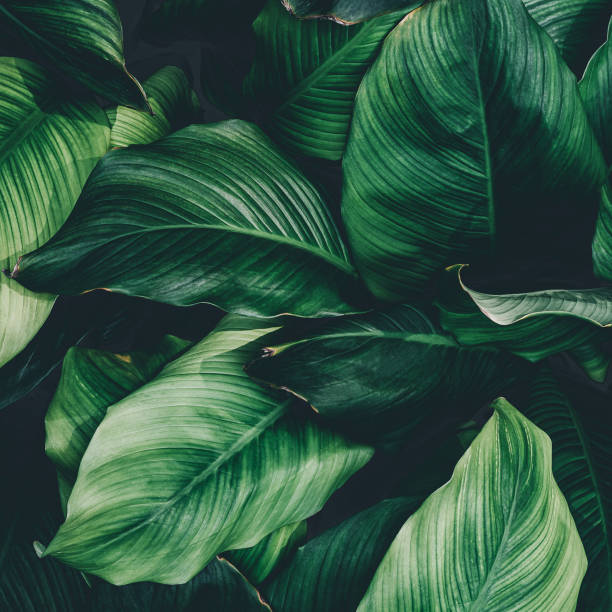 istock green leaves for background and wallpaper 1217811814
