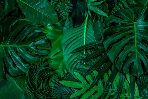 istock green leaves for background and wallpaper 1217811818