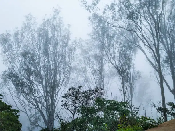 Nandi hills plant and fog on green leaf