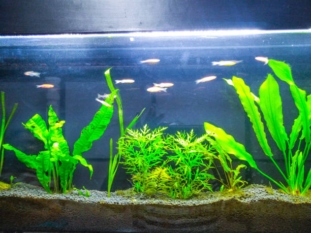 istock Fresh water plants in an aquarium 1217812293
