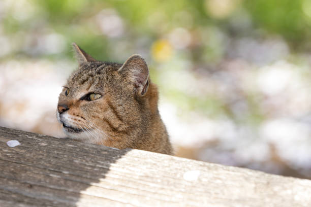 A stray stray cat, Funabashi, Chiba, Japan