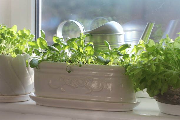 istock Young seedling of basil, spinach growing in pot on windowsill . Gardening concept 1217813009