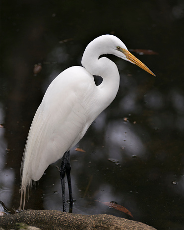 Great White Egret bird close-up profile view in the water with a black contrast background displaying head, beak, eye, white feathers plumage in its environment and surrounding.
