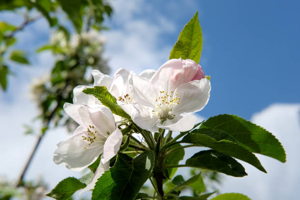 istock Cherry tree blossoming in spring with white-pink flowers and a blue sky with clouds 1217813701