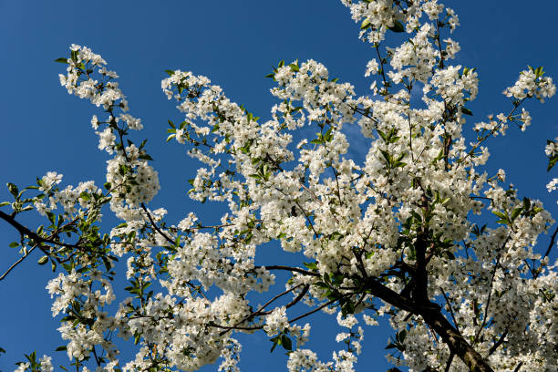 istock Blossoming cherry tree with white flowers on a blue sky in a warm spring sun 1217813741