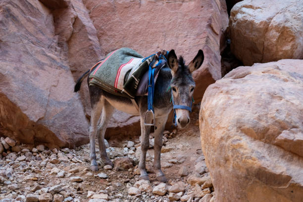 istock Donkey wearing a harness in a canyon 1217813996