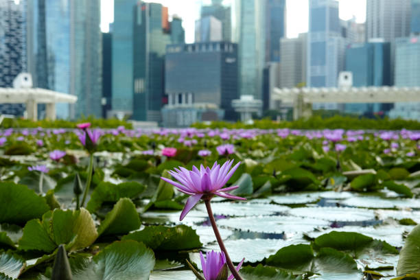 istock Water lilies and a cityscape 1217814108