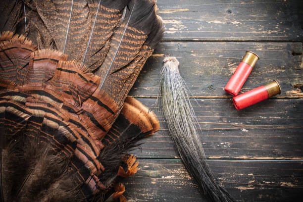 istock Eastern Wild Turkey Hunting Background 1217814216