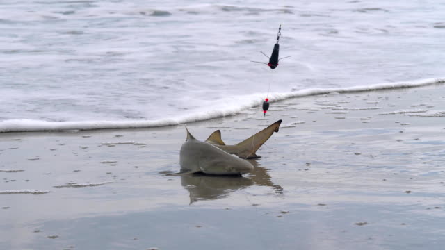 780+ Shark Fishing Stock Videos and Royalty-Free Footage - iStock