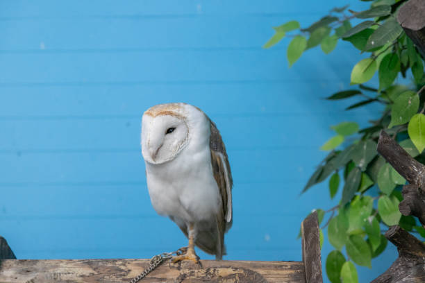 Calm owl, Narita city, Chiba prefecture, Japan stock photo