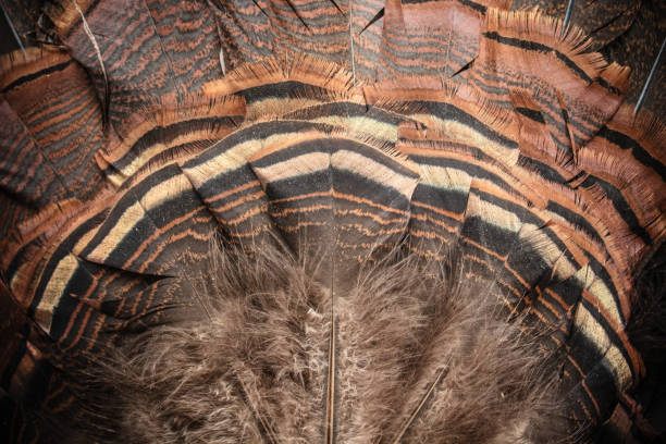 A closeup of the fan tail feathers of an Eastern Wild Turkey.