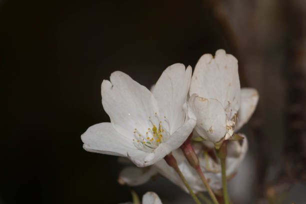 Cherry Blossoms blooming in Toronto during sunset