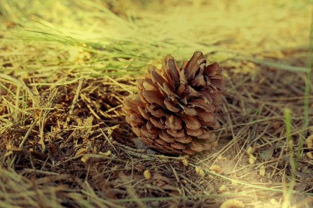 Pine cone laid on the forest ground full of pine needles Pine cone fall down from the tree and laid on the forest ground full of pine needles pine needle tea stock pictures, royalty-free photos & images