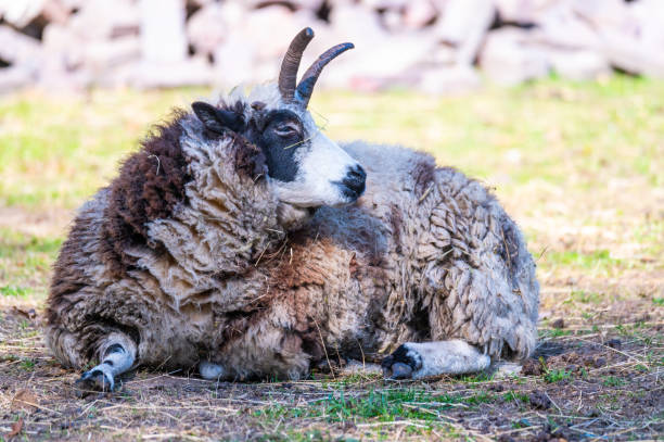 una oveja jacob se encuentra relajada en un prado y disfruta del día - jacob sheep fotografías e imágenes de stock