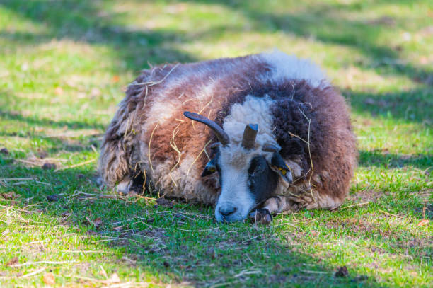 una oveja jacob se encuentra relajada en un prado y disfruta del día - jacob sheep fotografías e imágenes de stock