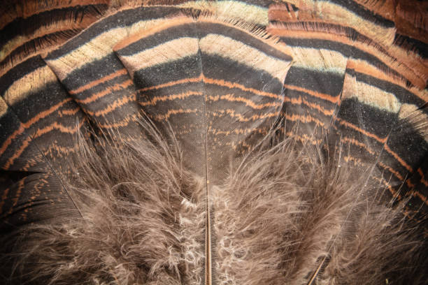 istock Eastern Wild Turkey Tail Feathers Fan Closeup 1217819002