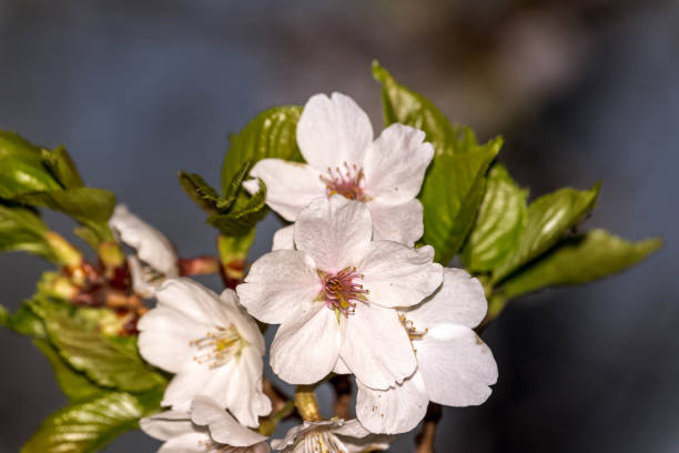 Cherry Blossom blooming in High Park Toronto during the afternoon