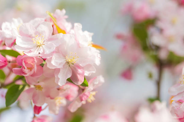 istock Chinese flowering crab-apple 1217819150