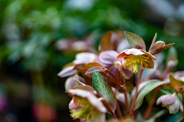 Hellebores in public park.