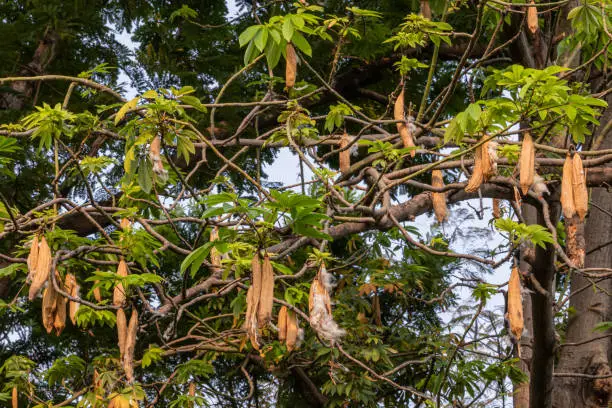 Kapok tree  and ripe fruit  in a garden.Also known as the Java cotton, Java kapok, silk-cotton, samauma, or ceiba.
