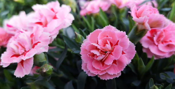 lush bush of bicolor light and dark pink dianthus caryophyllus of caryophyllaceae,also called carnation doris,growing in garden,on sunny day.horizontal banner, selective focus on one flower,close-up - bordered imagens e fotografias de stock