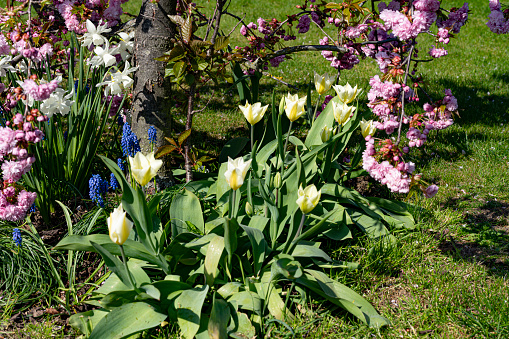 Tulips and Cherry blossom in an English garden in spring.
