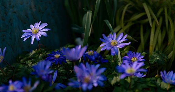 Blue anemone flowers in the Springtime in the UK.
