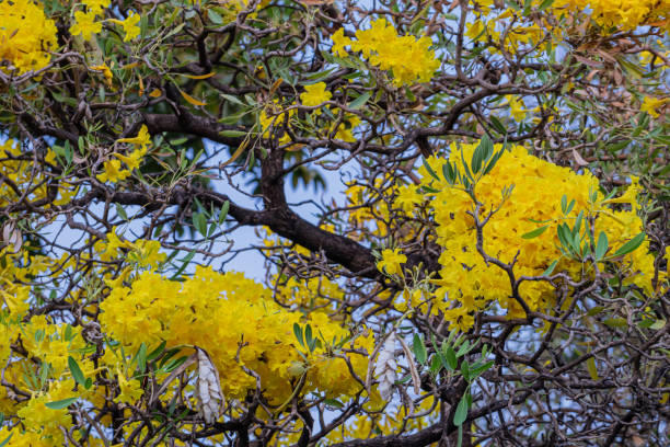 bellissimo albero della tromba d'argento, albero d'oro, albero di tromba d'argento paraguaiano. messa a fuoco selettiva di un fiore giallo nel giardino. (tabebuia aurea, trombettista caraibico) - 6139 foto e immagini stock