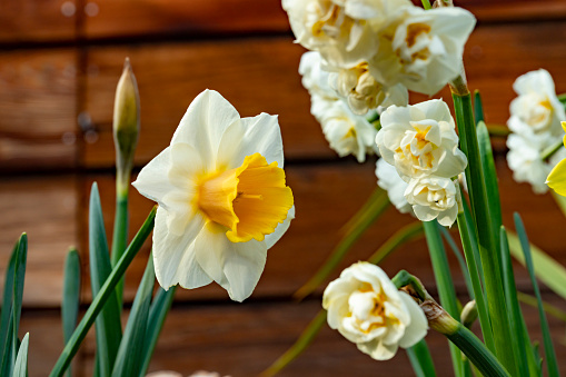 Double flowered daffodil heads